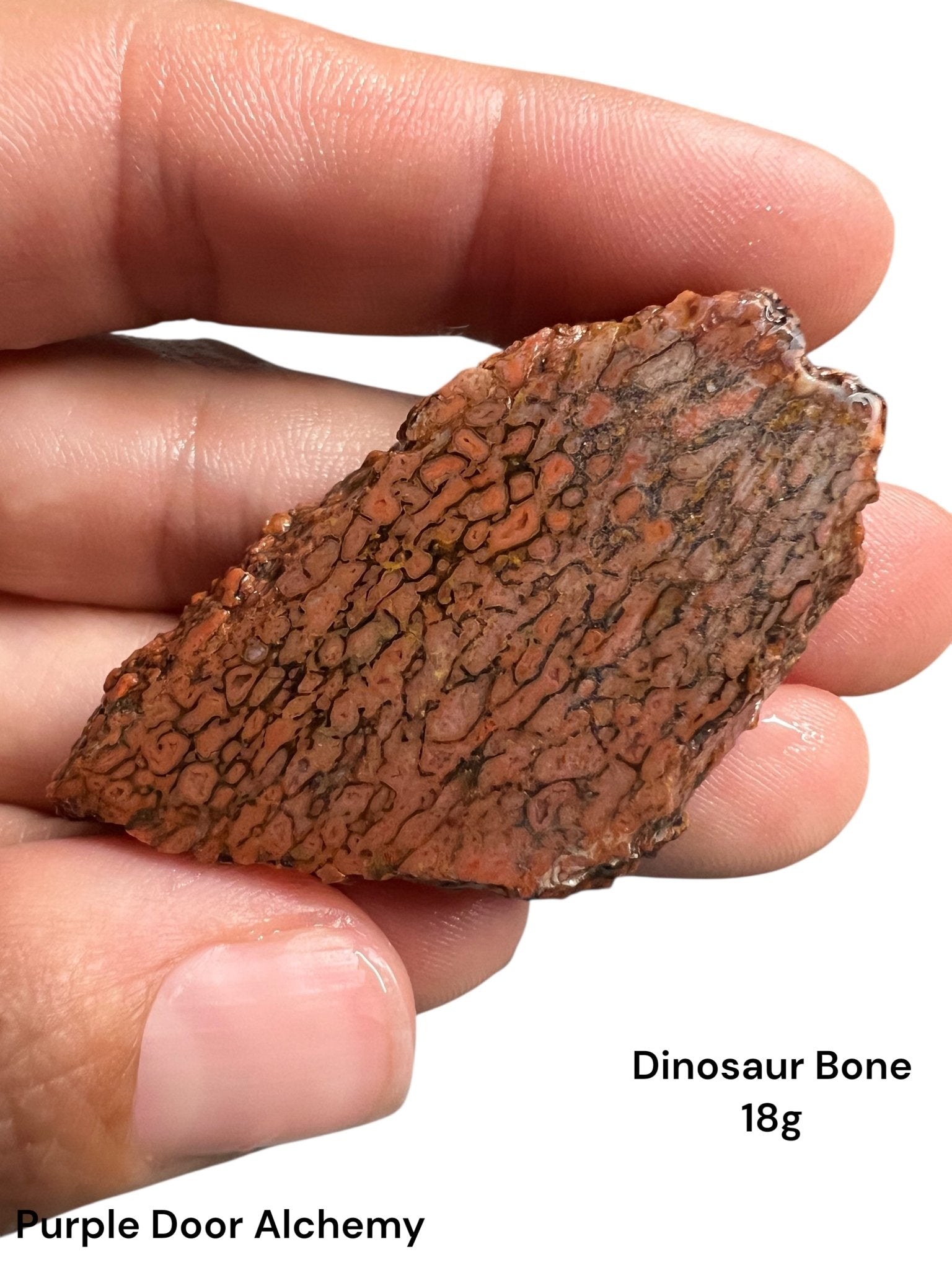 Dinosaur Bone Slab 18g - Purple Door Alchemy
