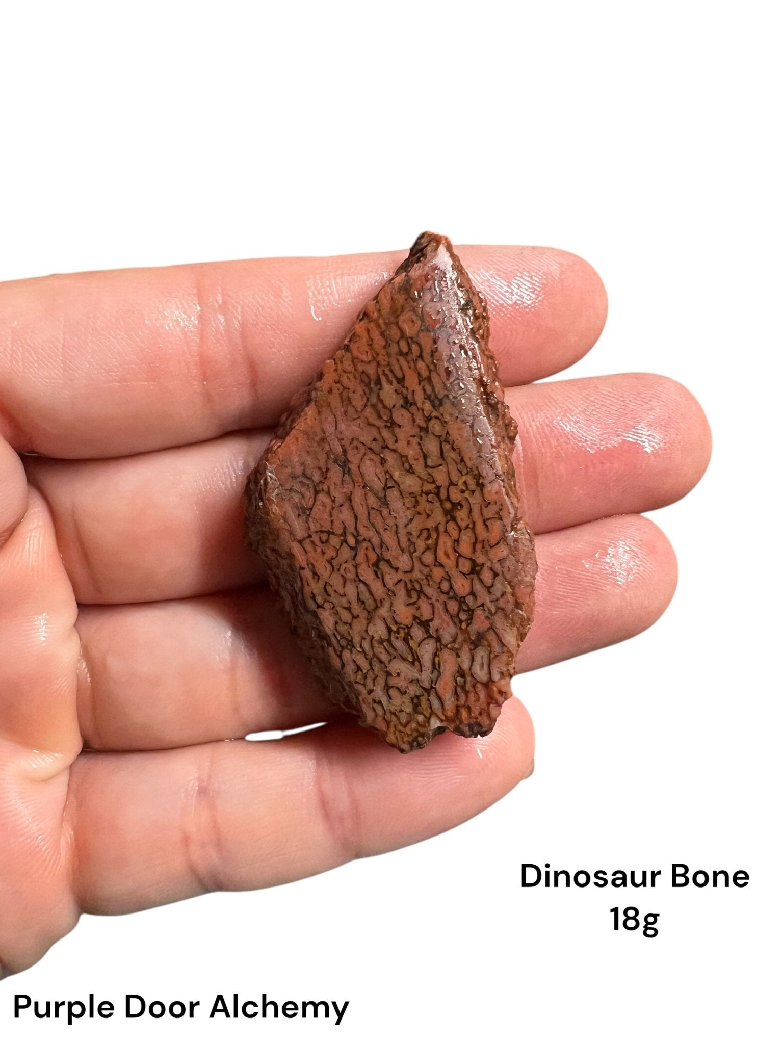Dinosaur Bone Slab 18g - Purple Door Alchemy