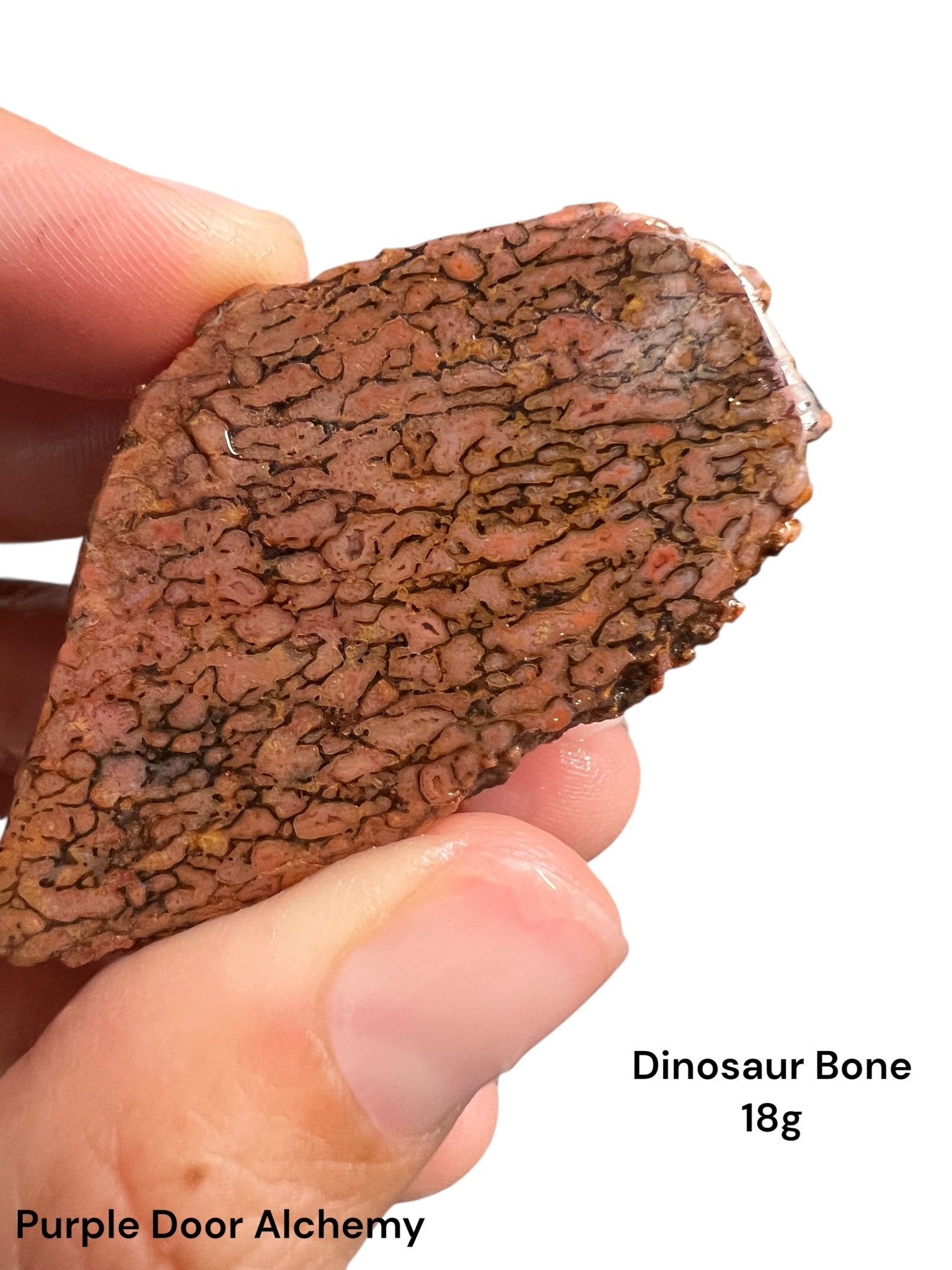 Dinosaur Bone Slab 18g - Purple Door Alchemy