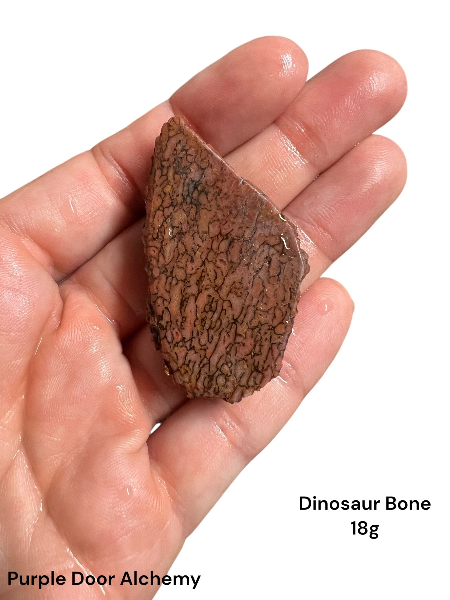 Dinosaur Bone Slab 18g - Purple Door Alchemy