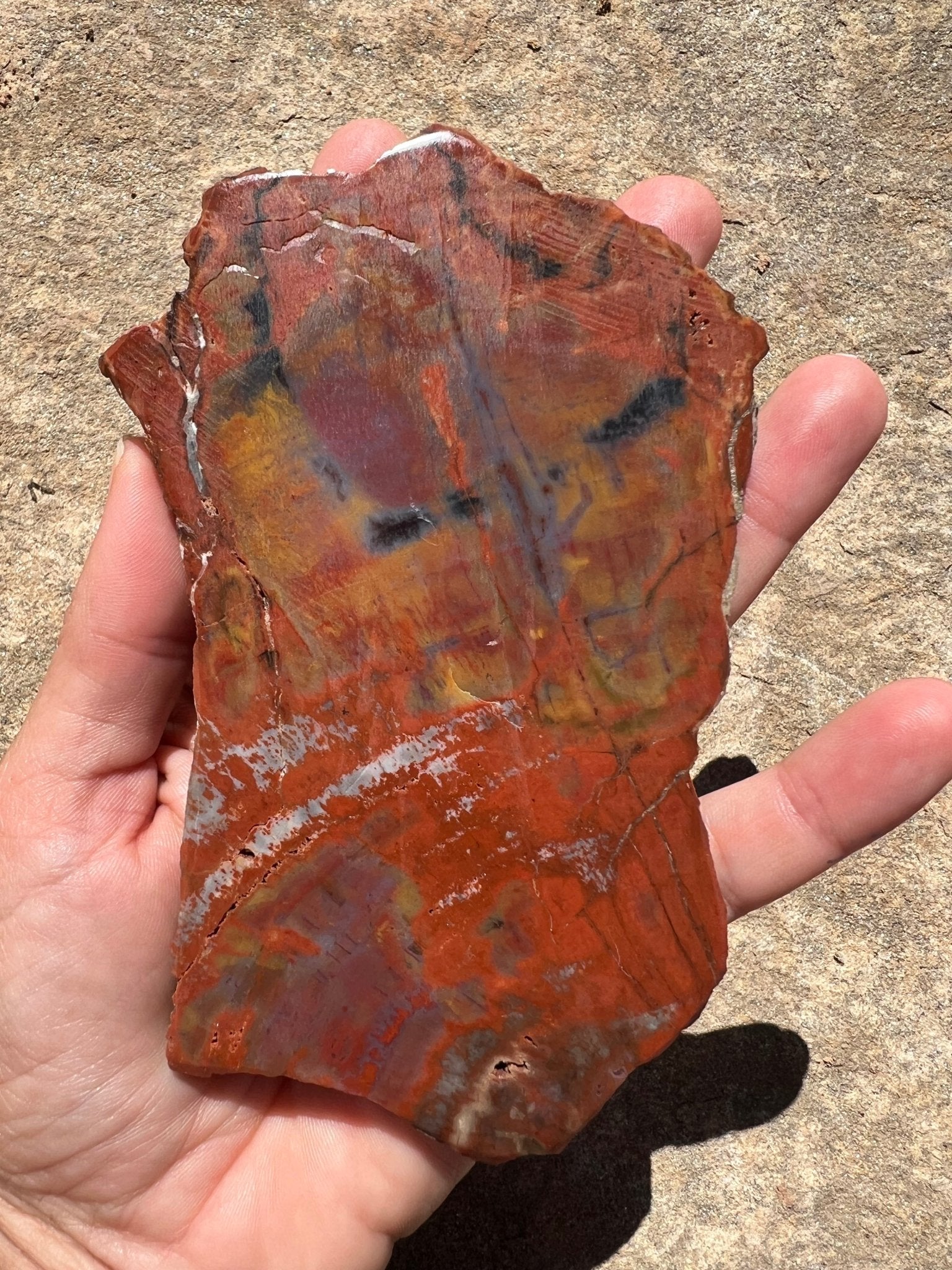 Rainbow Petrified Wood Slab 162g - Purple Door Alchemy