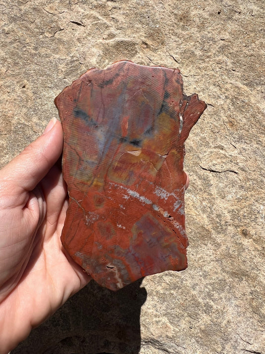 Rainbow Petrified Wood Slab 170g - Purple Door Alchemy