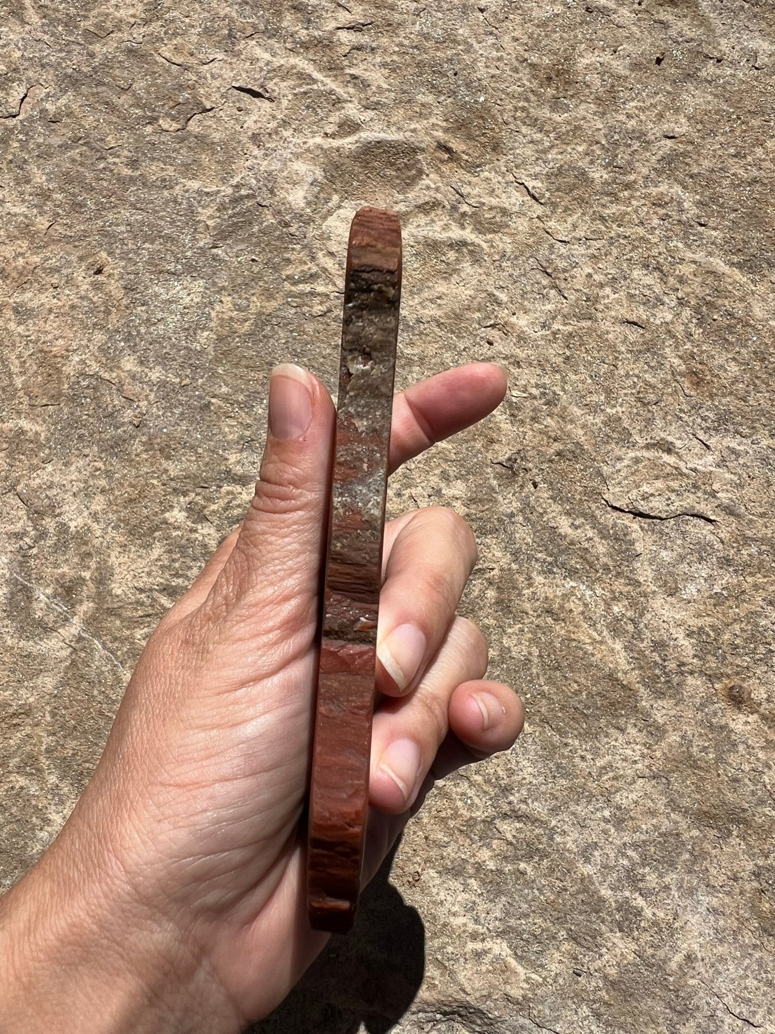 Rainbow Petrified Wood Slab 170g - Purple Door Alchemy