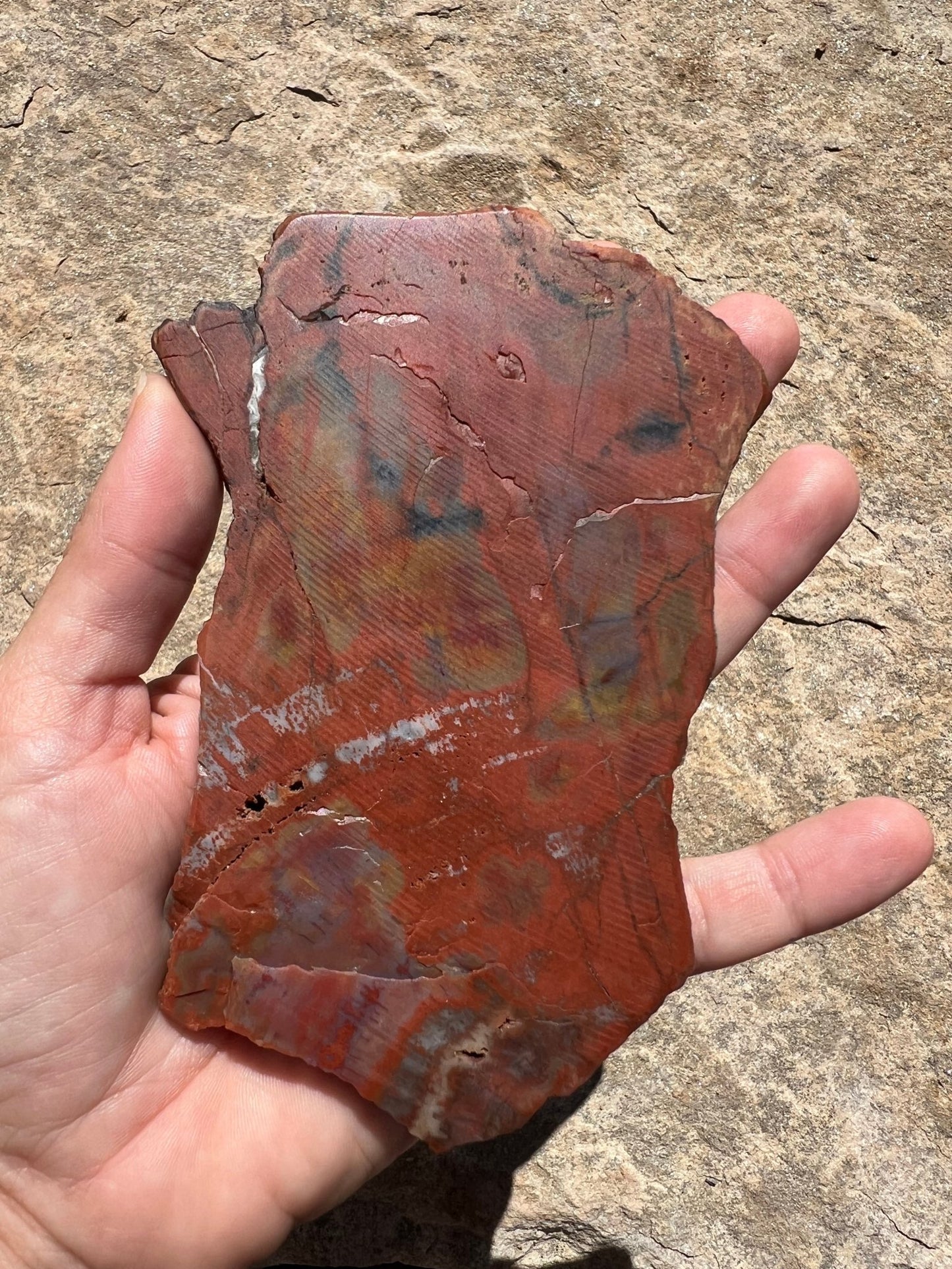 Rainbow Petrified Wood Slab 170g - Purple Door Alchemy