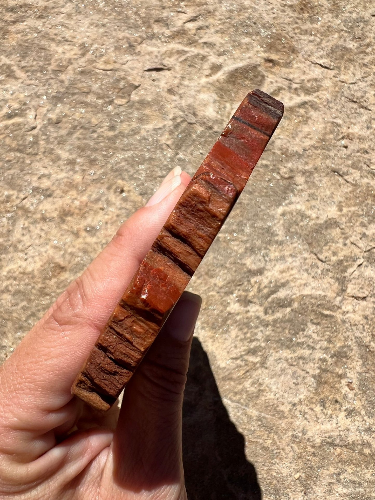Rainbow Petrified Wood Slab 184g - Purple Door Alchemy