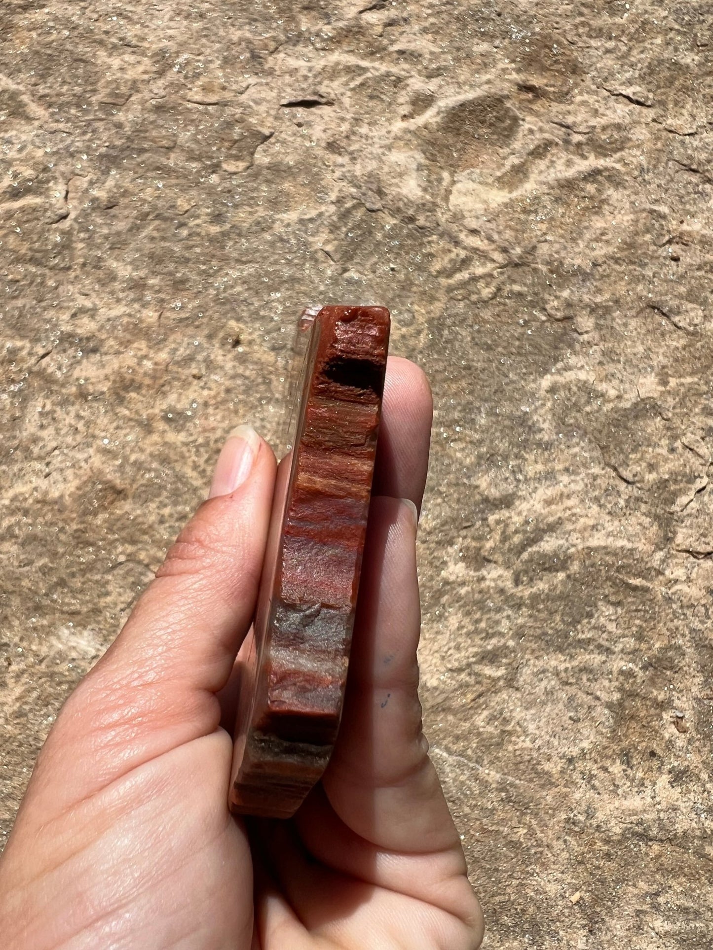 Rainbow Petrified Wood Slab 184g - Purple Door Alchemy