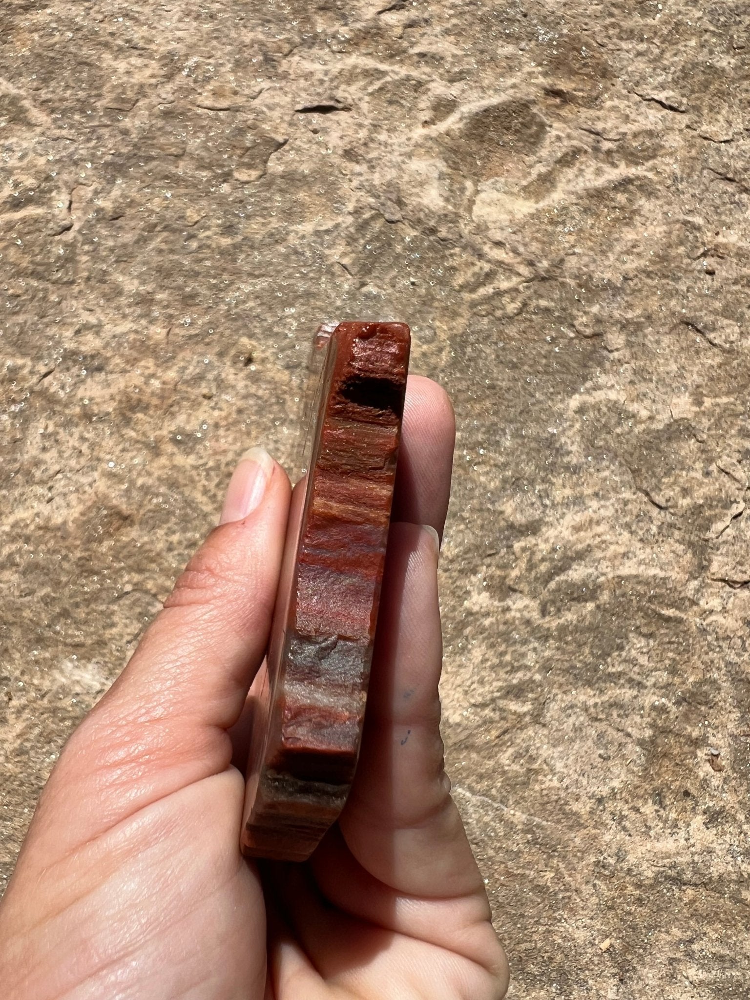 Rainbow Petrified Wood Slab 184g - Purple Door Alchemy