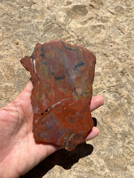 Rainbow Petrified Wood Slab 192g - Purple Door Alchemy