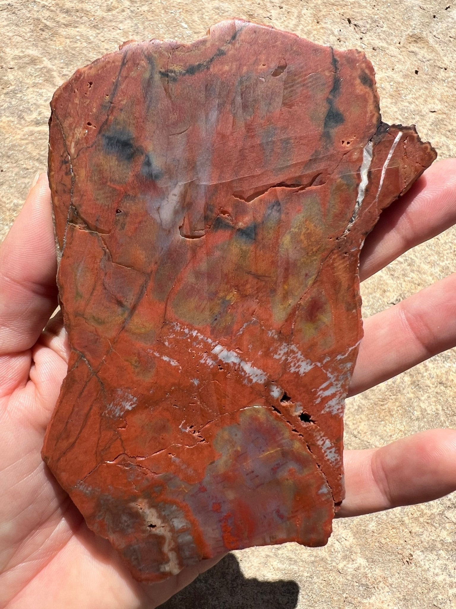 Rainbow Petrified Wood Slab 192g - Purple Door Alchemy