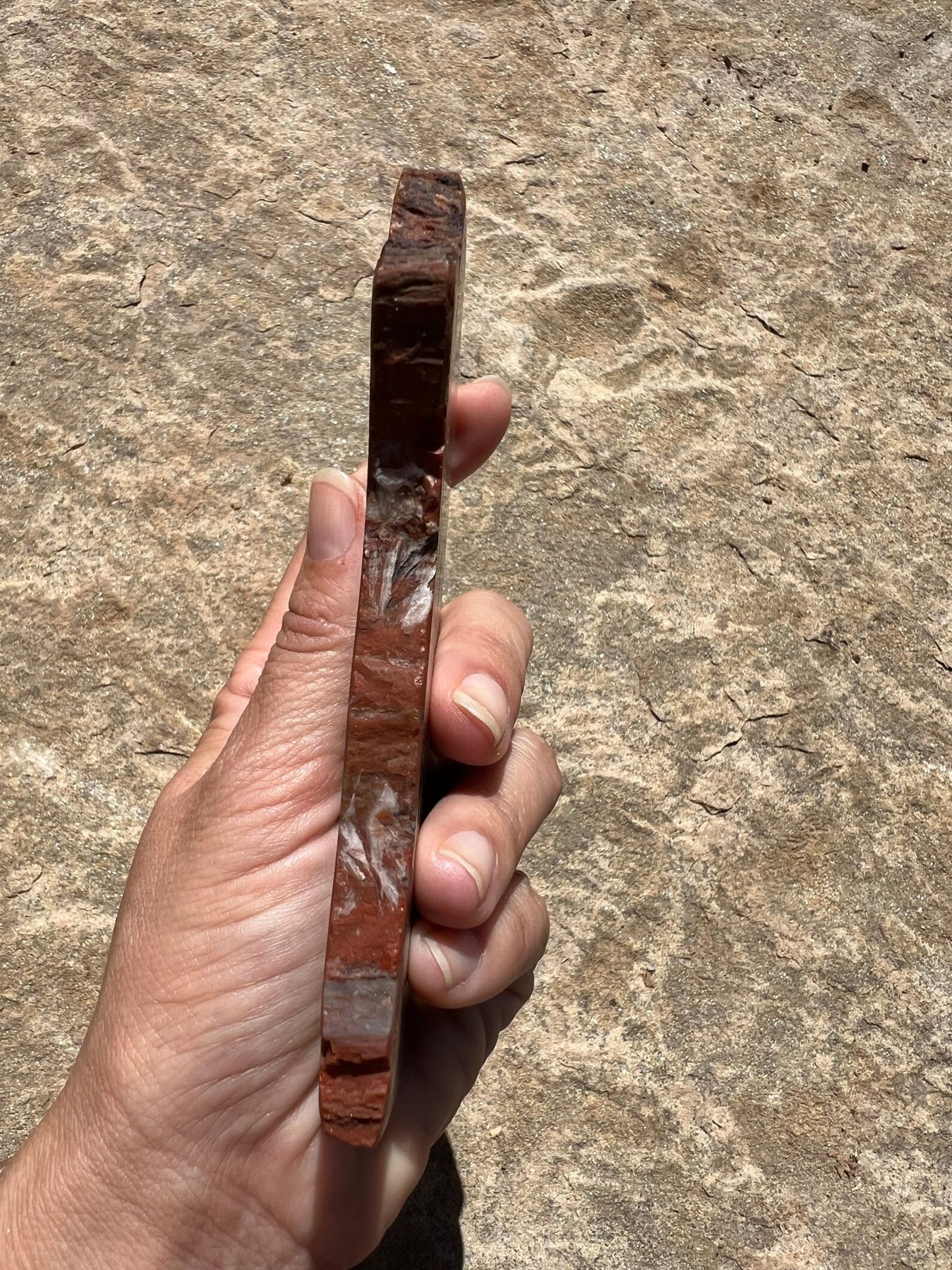 Rainbow Petrified Wood Slab 192g - Purple Door Alchemy