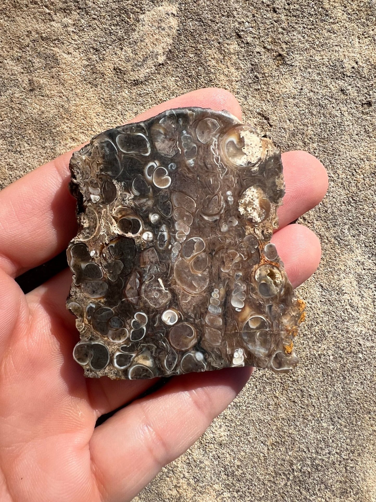 Turritella Fossil Agate Slab 48g - Purple Door Alchemy