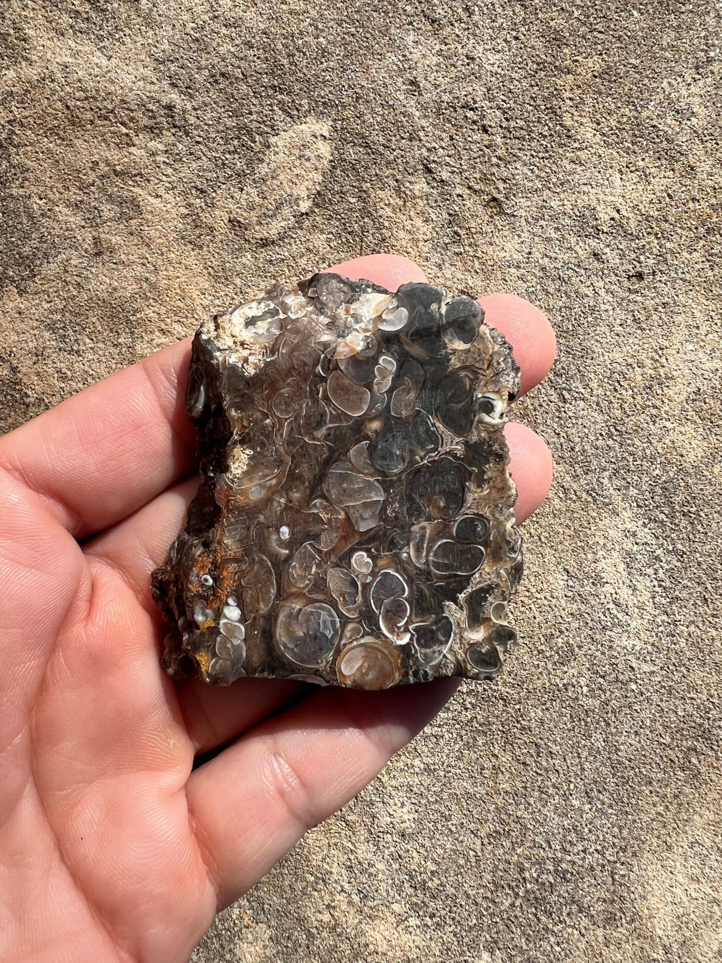 Turritella Fossil Agate Slab 48g - Purple Door Alchemy