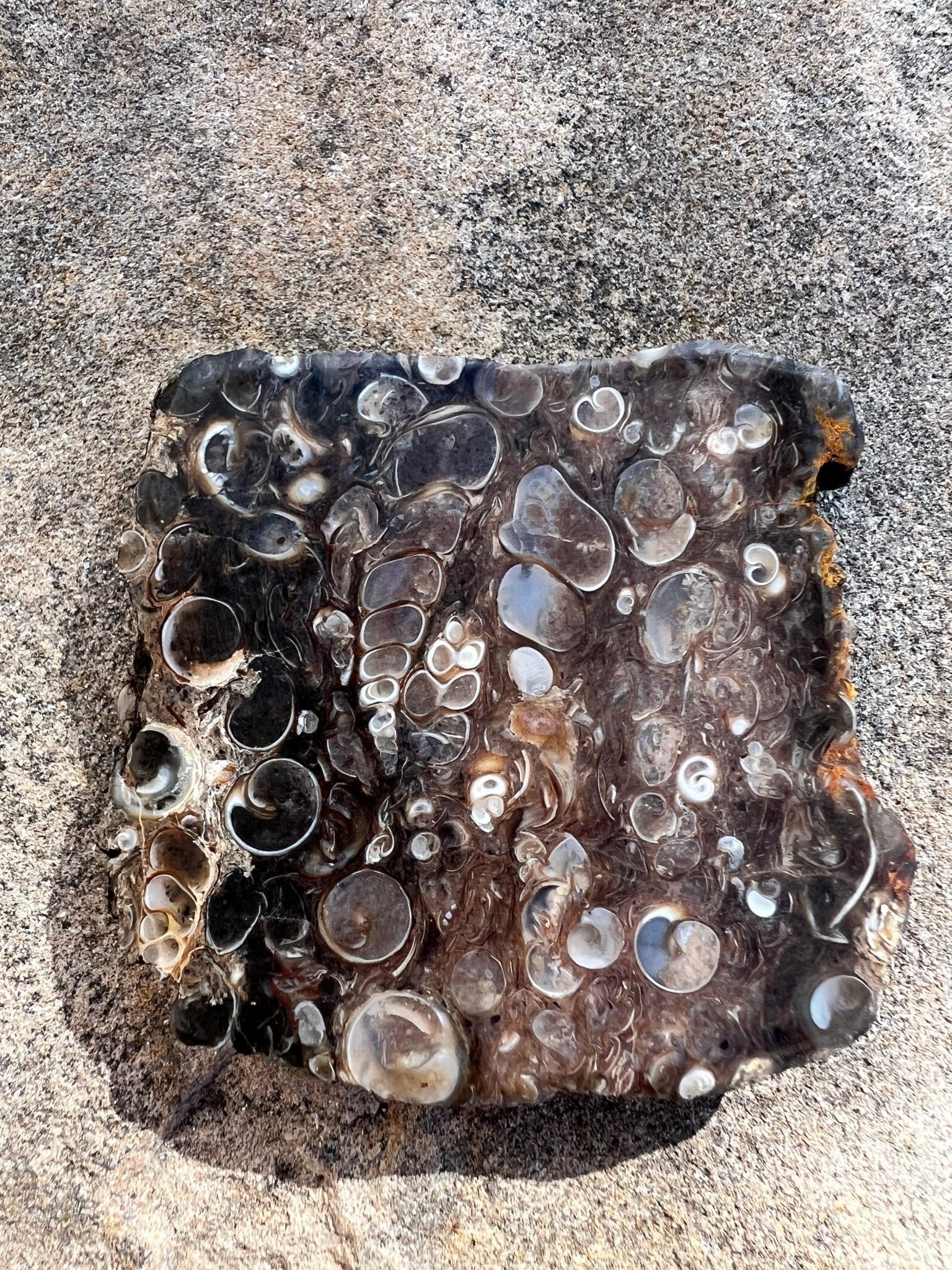 Turritella Fossil Agate Slab 60g - Purple Door Alchemy