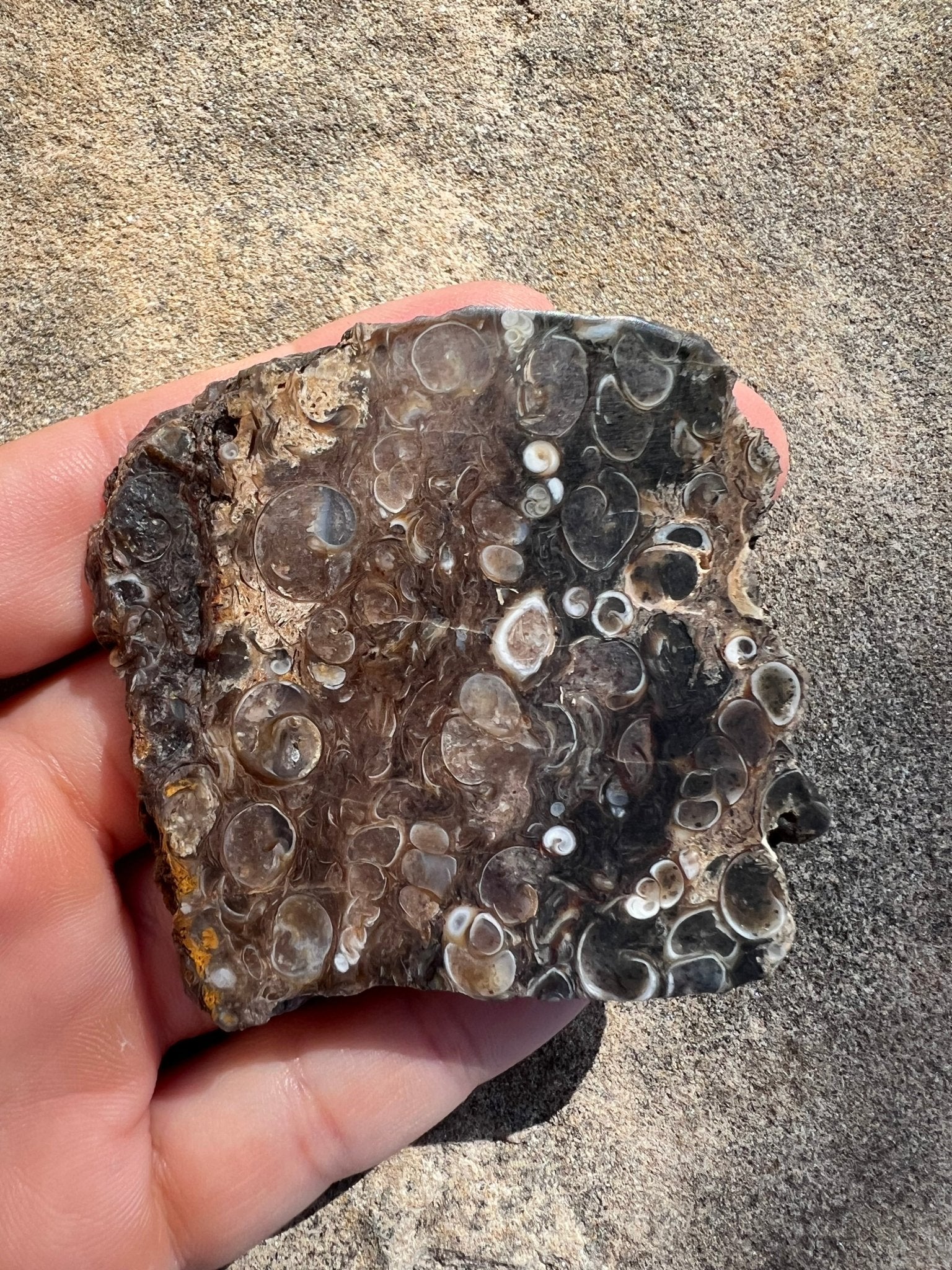 Turritella Fossil Agate Slab 60g - Purple Door Alchemy