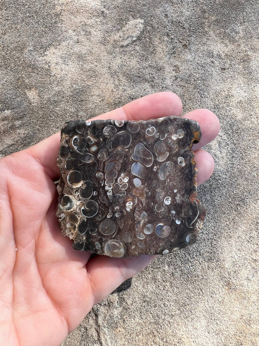 Turritella Fossil Agate Slab 60g - Purple Door Alchemy