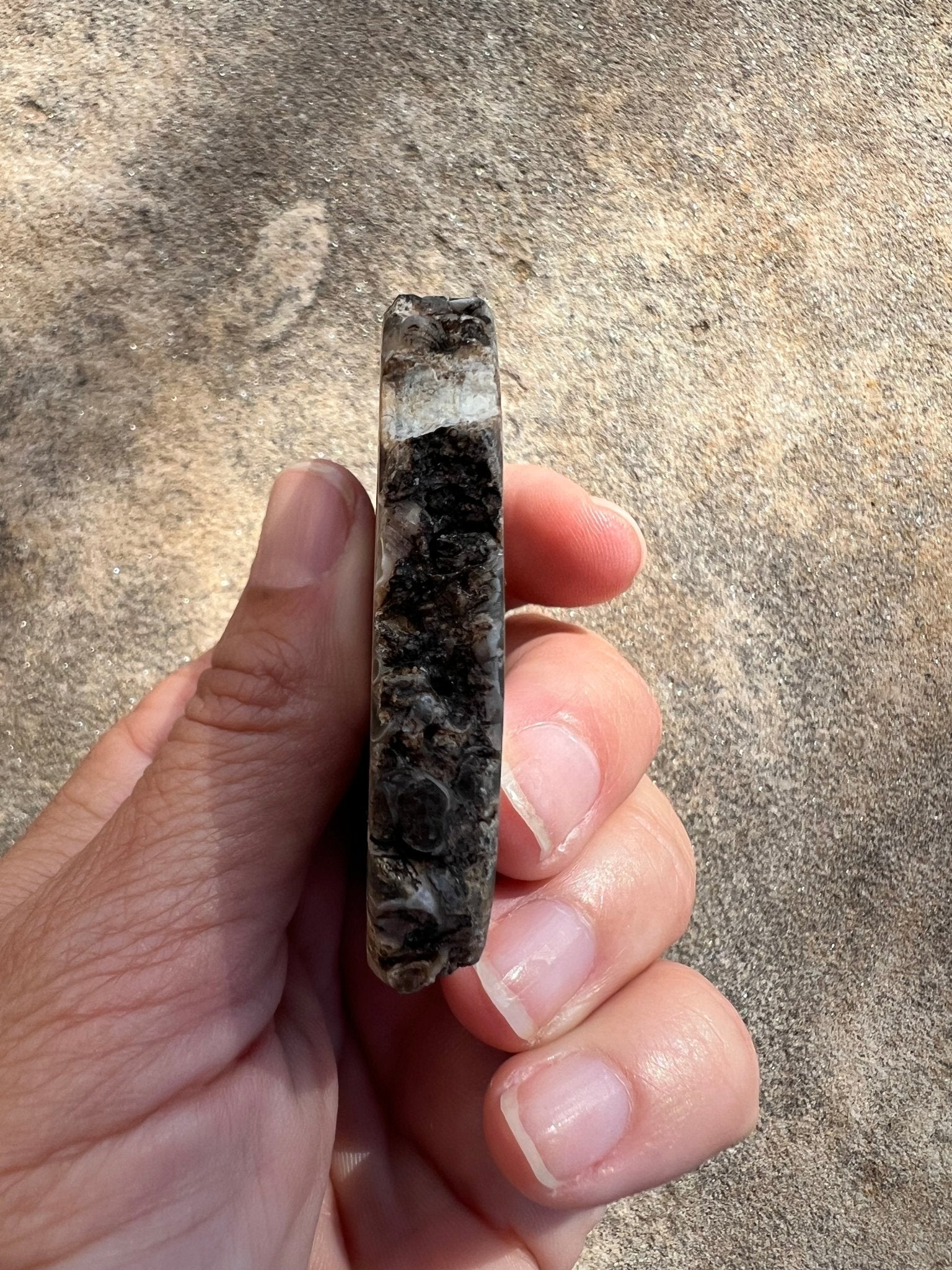 Turritella Fossil Agate Slab 60g - Purple Door Alchemy