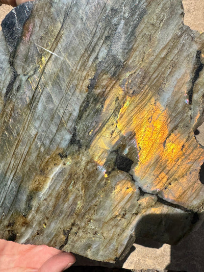 XL Golden Flash Labradorite Polished Slab 1154g