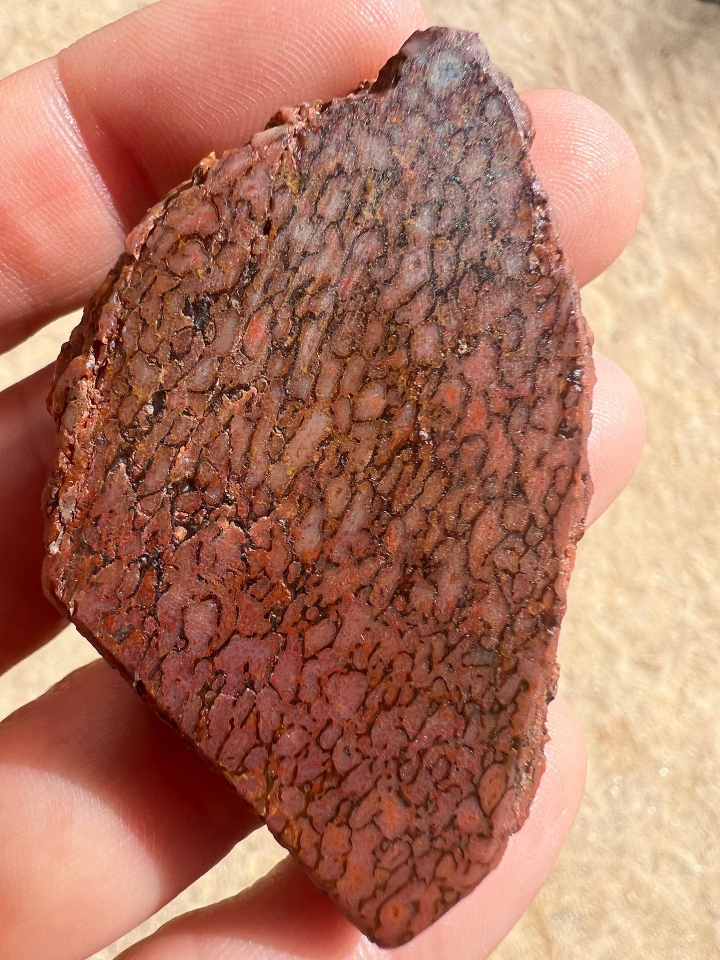 Dinosaur Bone Slab 26g - Purple Door Alchemy
