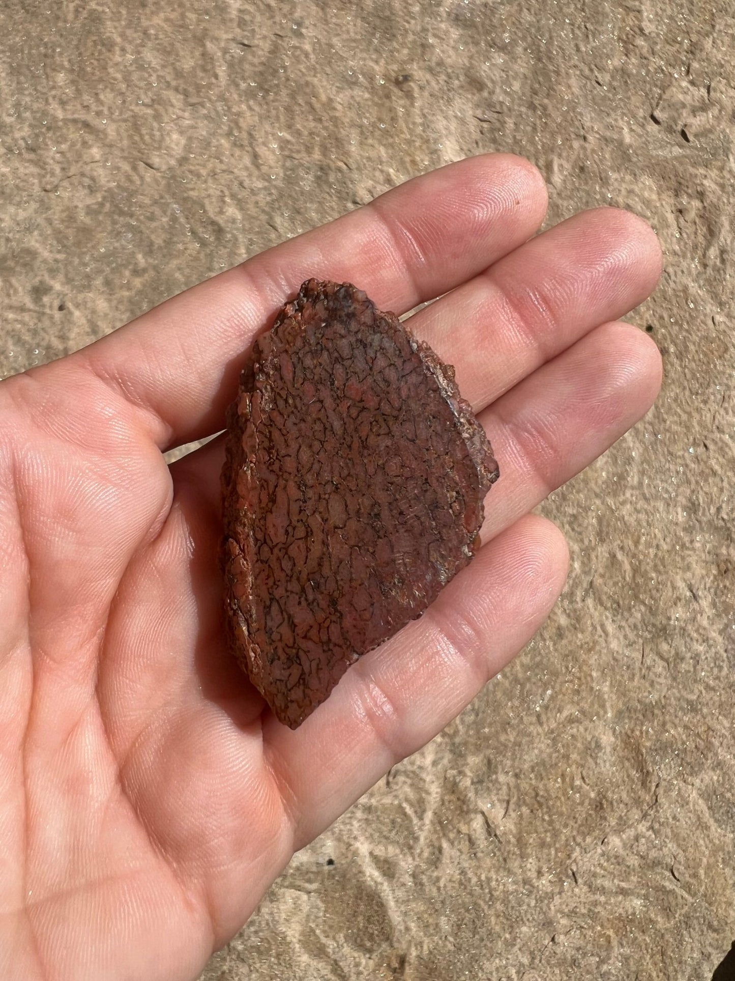 Dinosaur Bone Slab 26g - Purple Door Alchemy