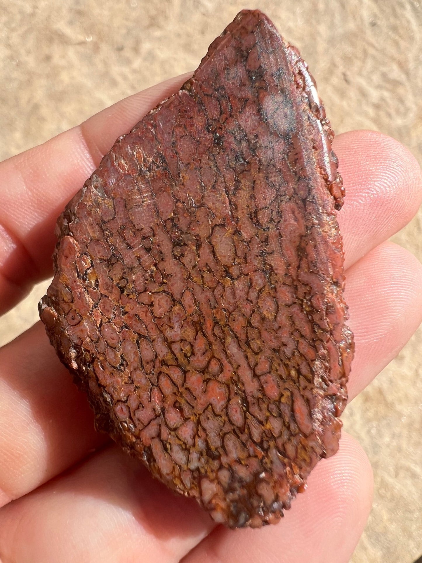 Dinosaur Bone Slab 26g - Purple Door Alchemy