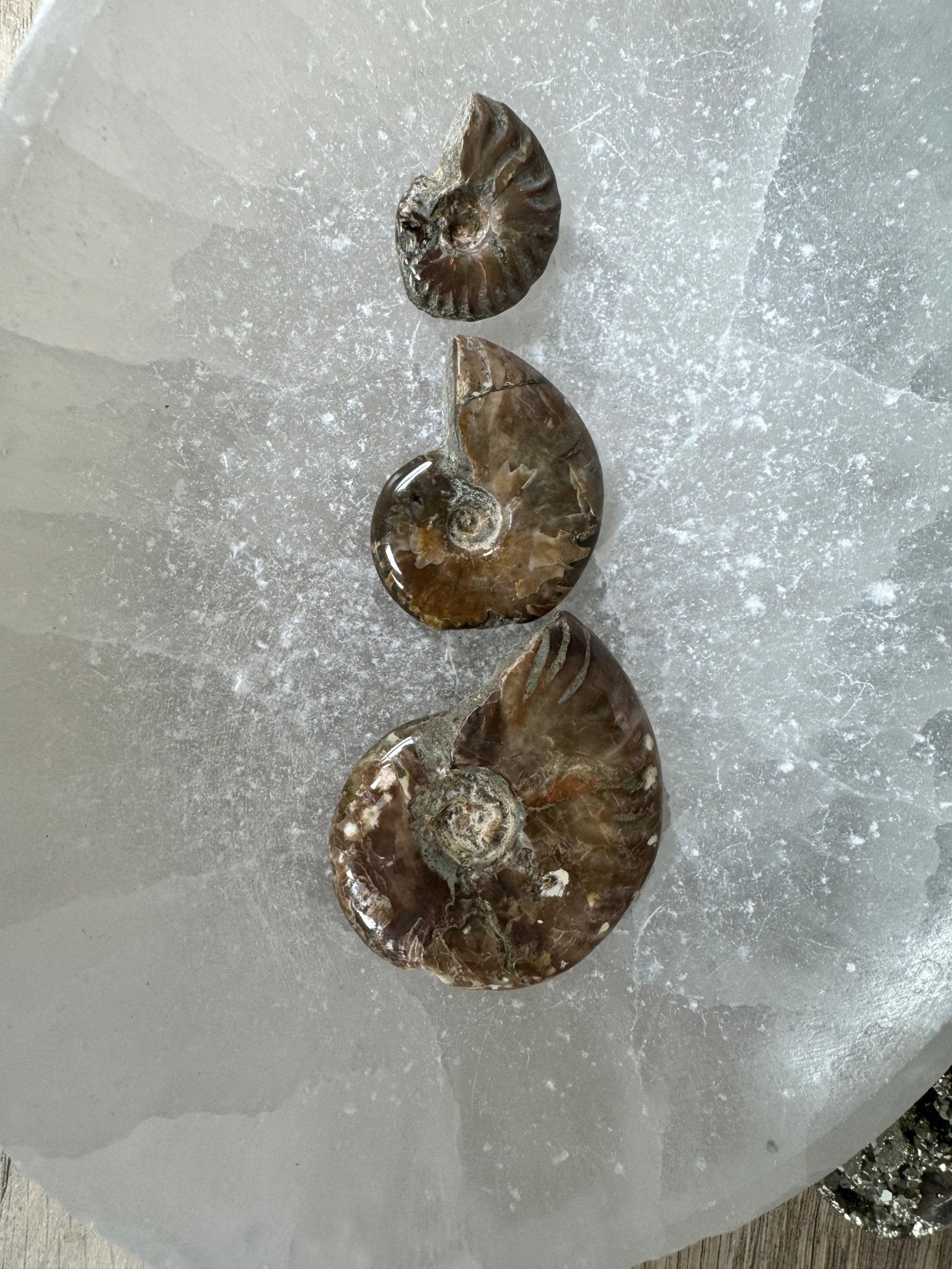 Rainbow Ammonite Fossil - Purple Door Alchemy