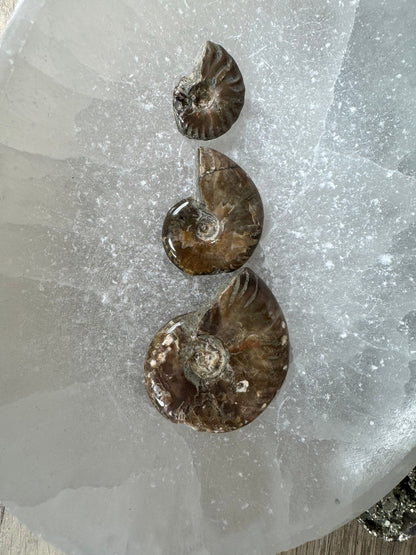 Rainbow Ammonite Fossil - Purple Door Alchemy