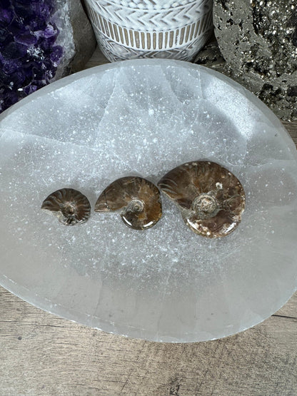 Rainbow Ammonite Fossil - Purple Door Alchemy