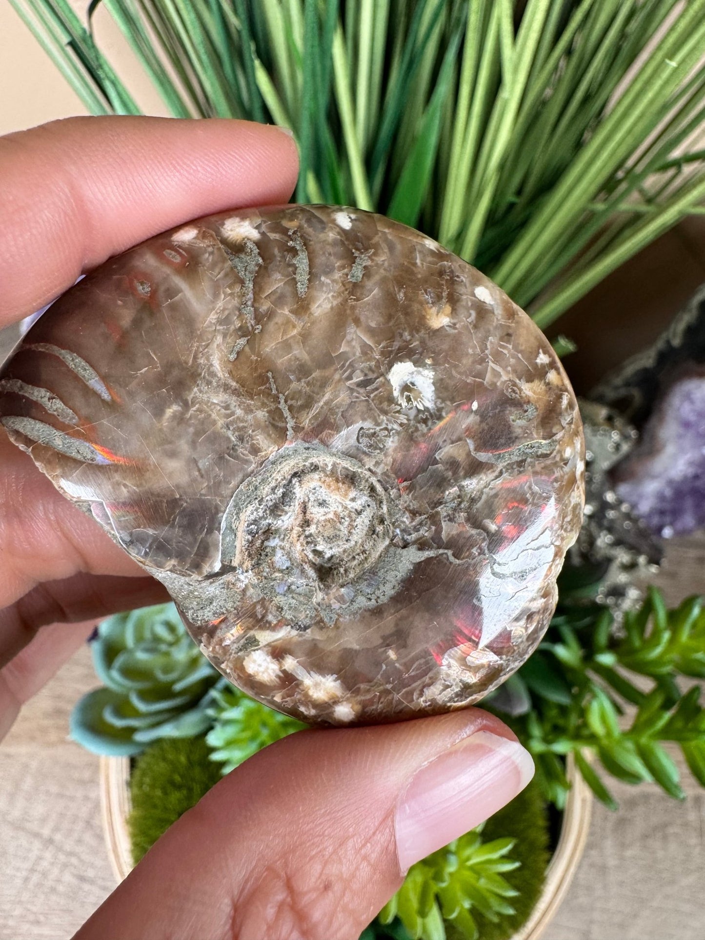 Rainbow Ammonite Fossil - Purple Door Alchemy