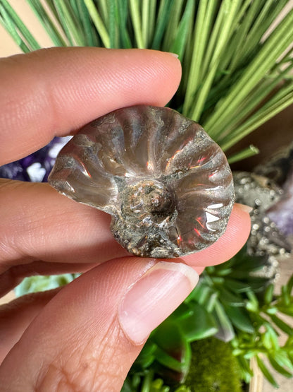 Rainbow Ammonite Fossil - Purple Door Alchemy