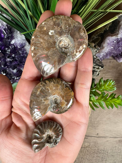 Rainbow Ammonite Fossil - Purple Door Alchemy