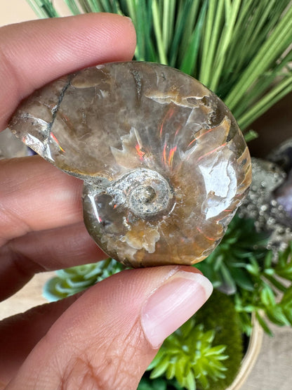 Rainbow Ammonite Fossil - Purple Door Alchemy