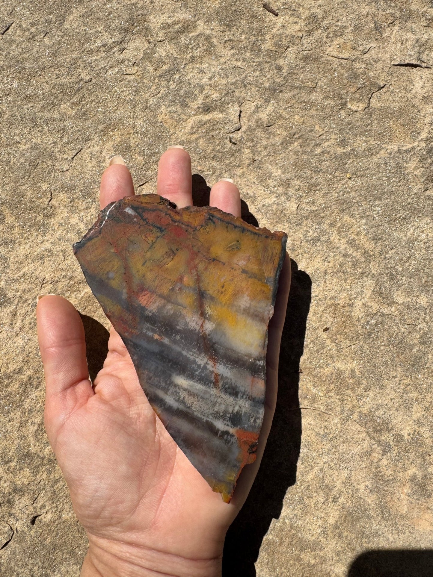 Rainbow Petrified Wood Slab 141g - Purple Door Alchemy