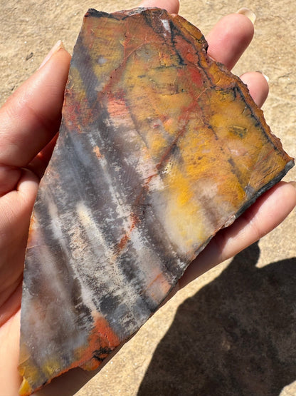 Rainbow Petrified Wood Slab 141g - Purple Door Alchemy
