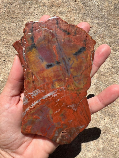 Rainbow Petrified Wood Slab 162g - Purple Door Alchemy