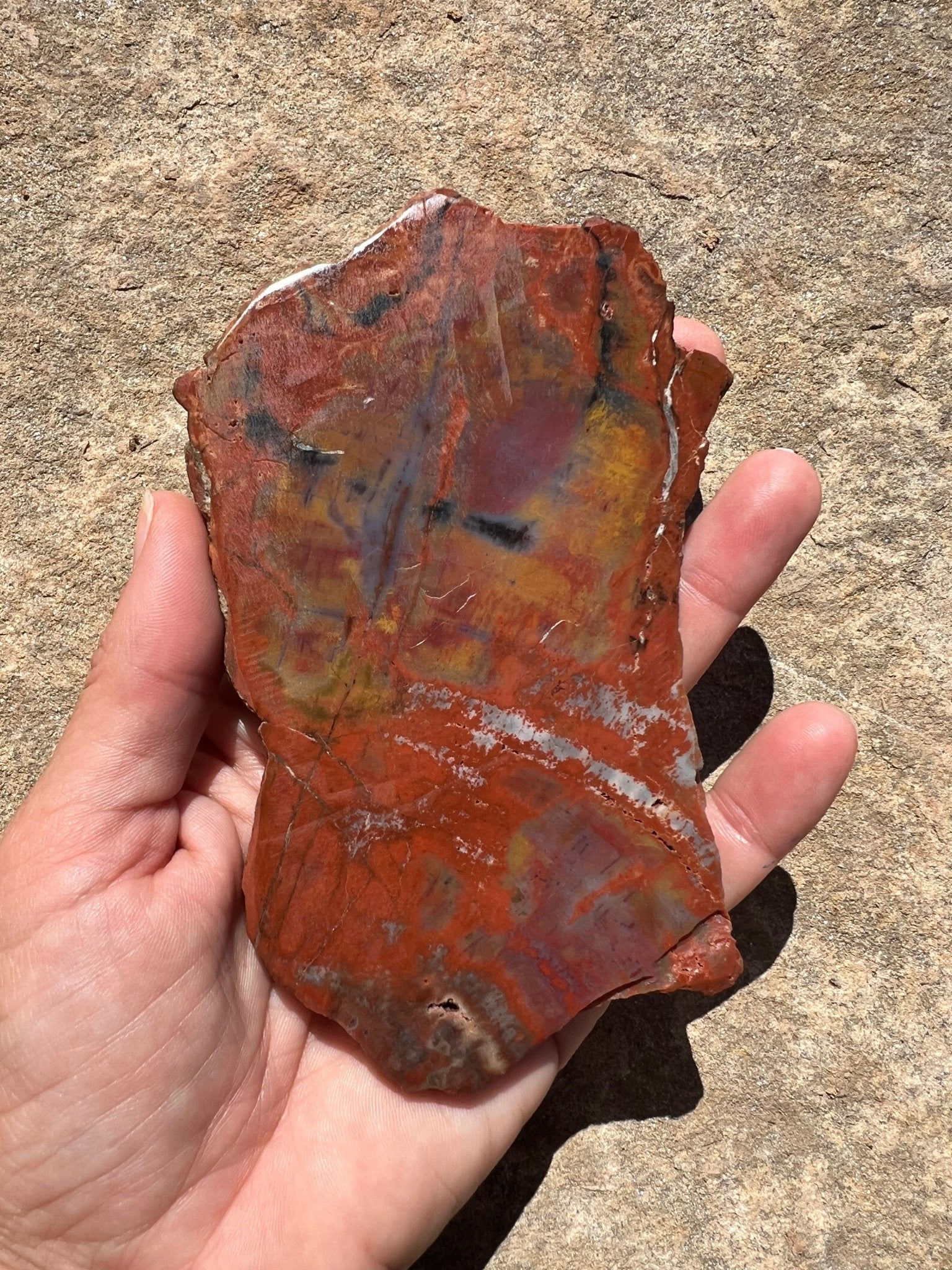 Rainbow Petrified Wood Slab 162g - Purple Door Alchemy