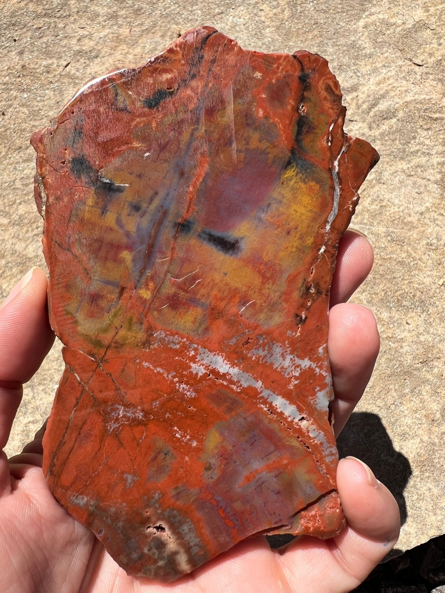 Rainbow Petrified Wood Slab 162g - Purple Door Alchemy