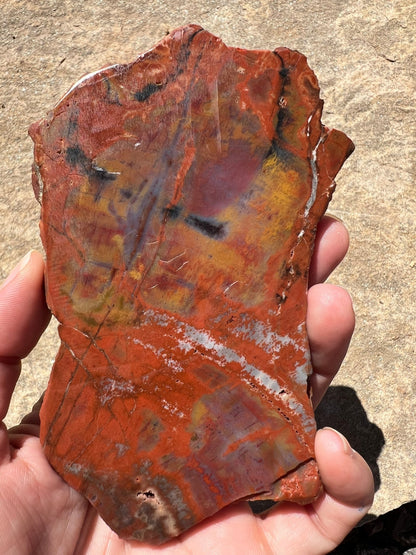 Rainbow Petrified Wood Slab 162g - Purple Door Alchemy