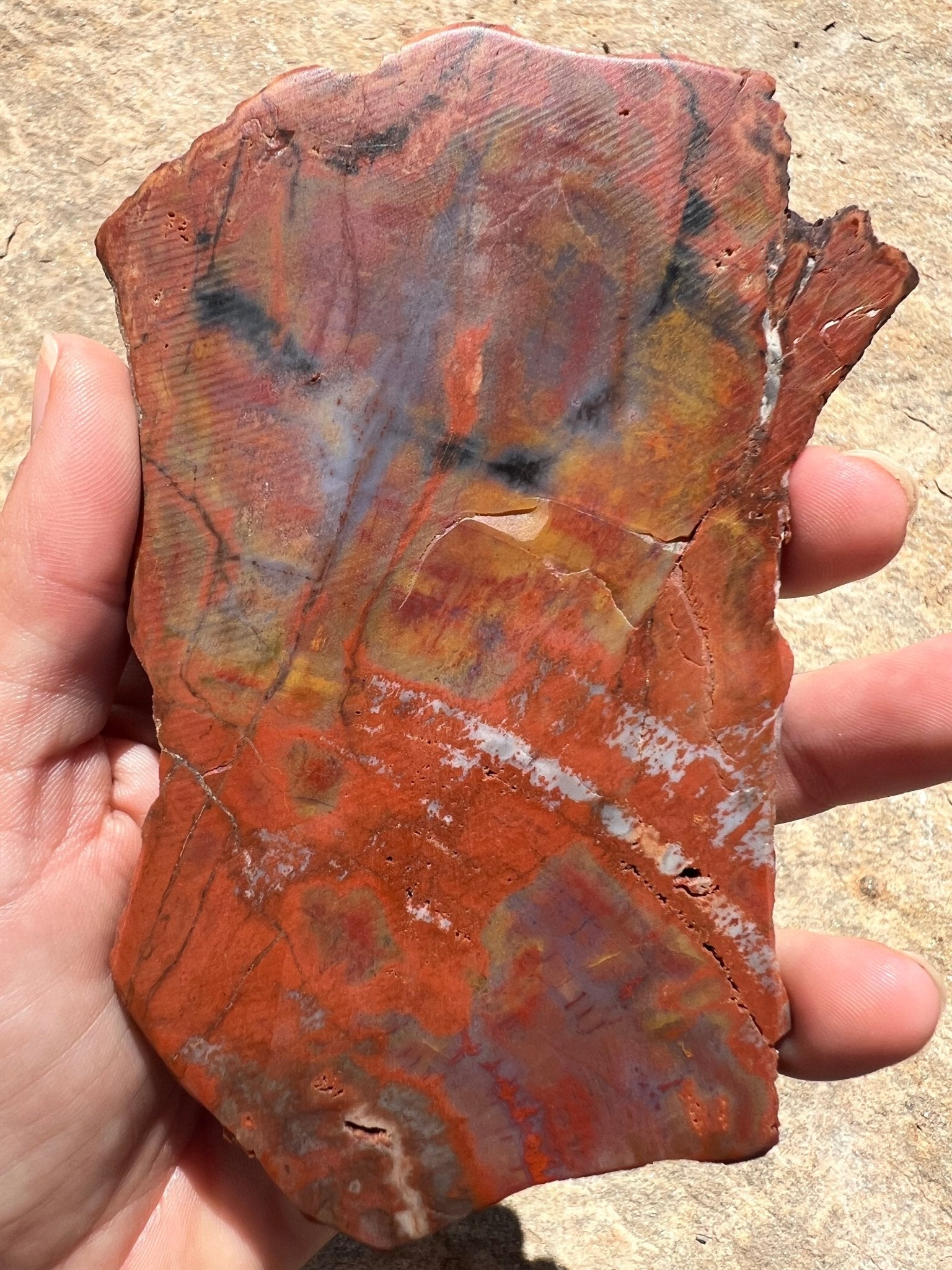 Rainbow Petrified Wood Slab 170g - Purple Door Alchemy