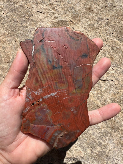 Rainbow Petrified Wood Slab 170g - Purple Door Alchemy