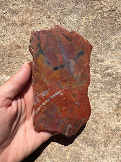 Rainbow Petrified Wood Slab 184g - Purple Door Alchemy