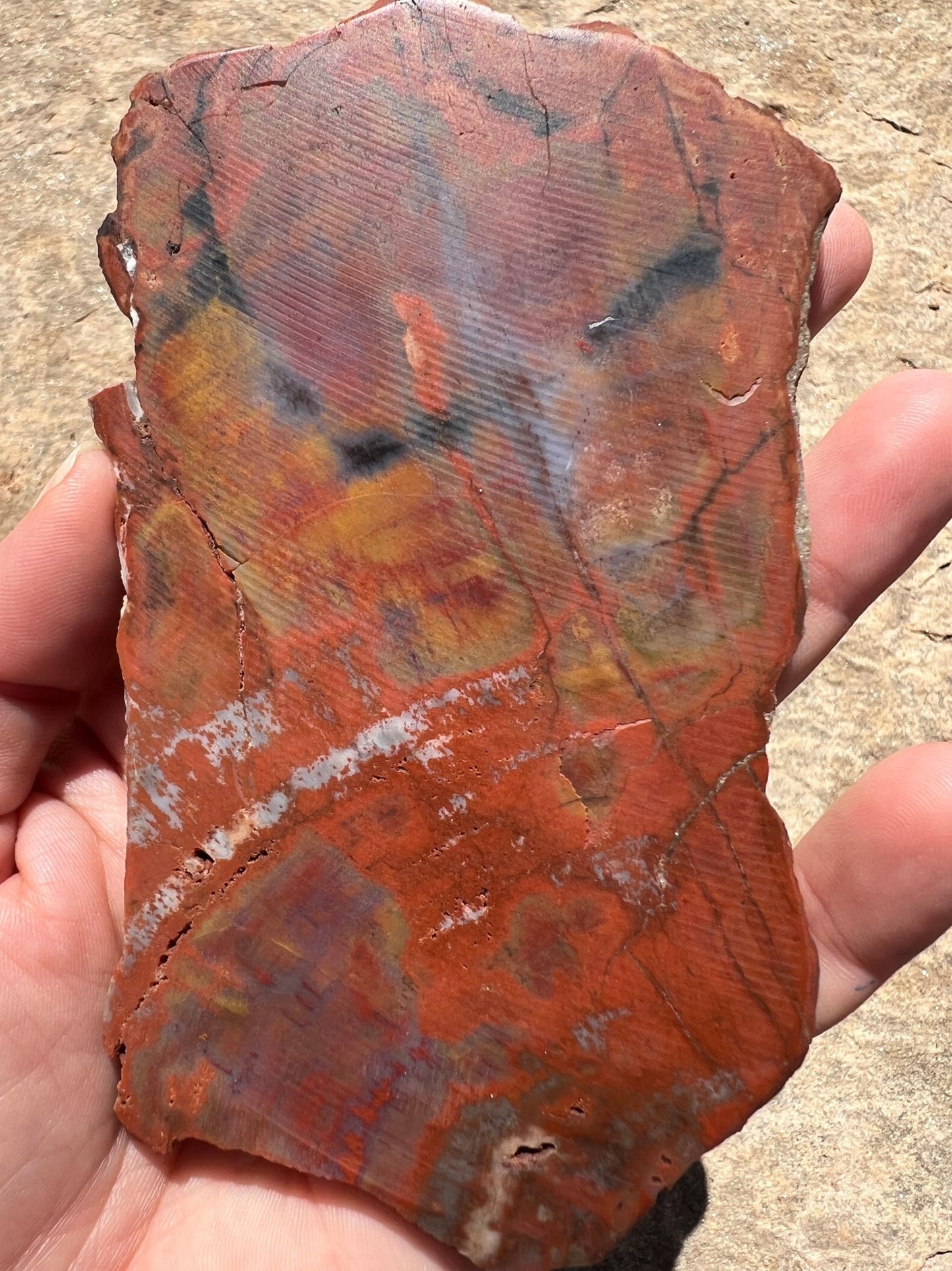 Rainbow Petrified Wood Slab 184g - Purple Door Alchemy
