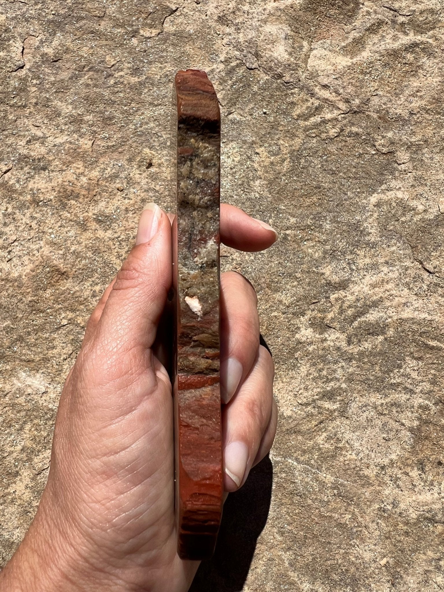 Rainbow Petrified Wood Slab 184g - Purple Door Alchemy