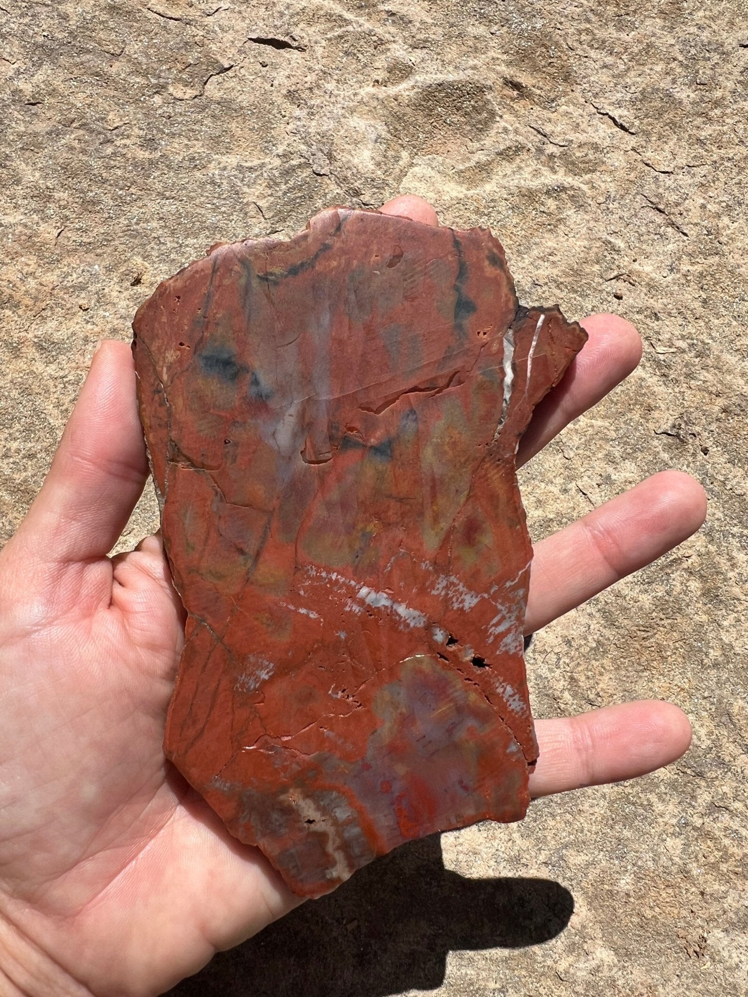 Rainbow Petrified Wood Slab 192g - Purple Door Alchemy