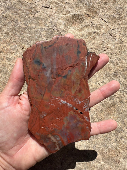 Rainbow Petrified Wood Slab 192g - Purple Door Alchemy
