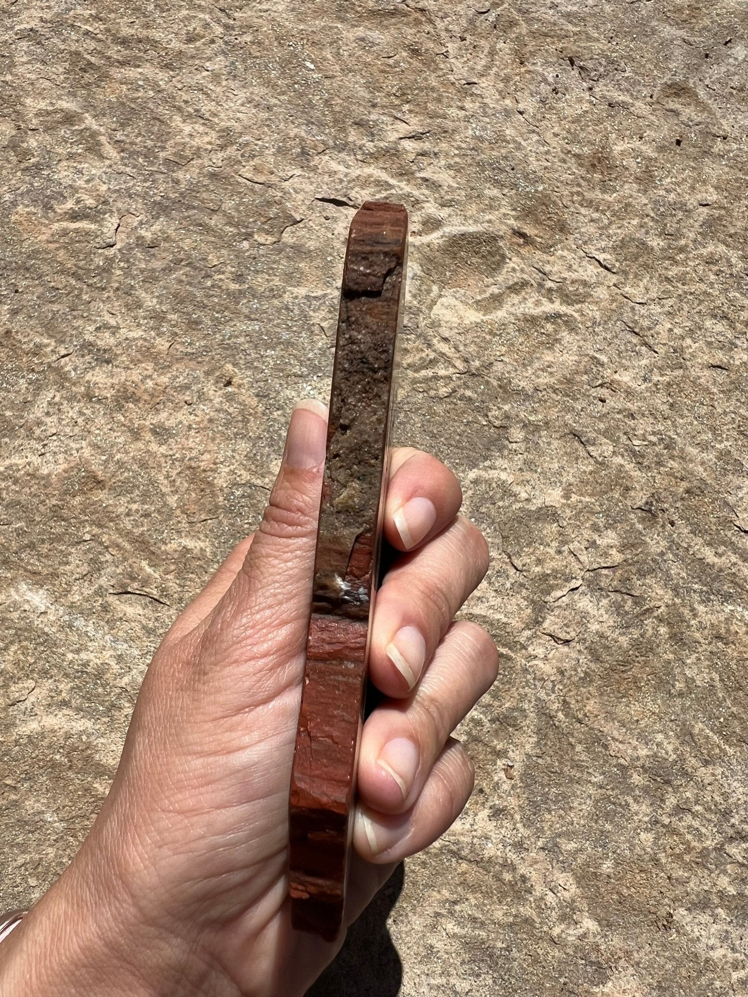Rainbow Petrified Wood Slab 192g - Purple Door Alchemy
