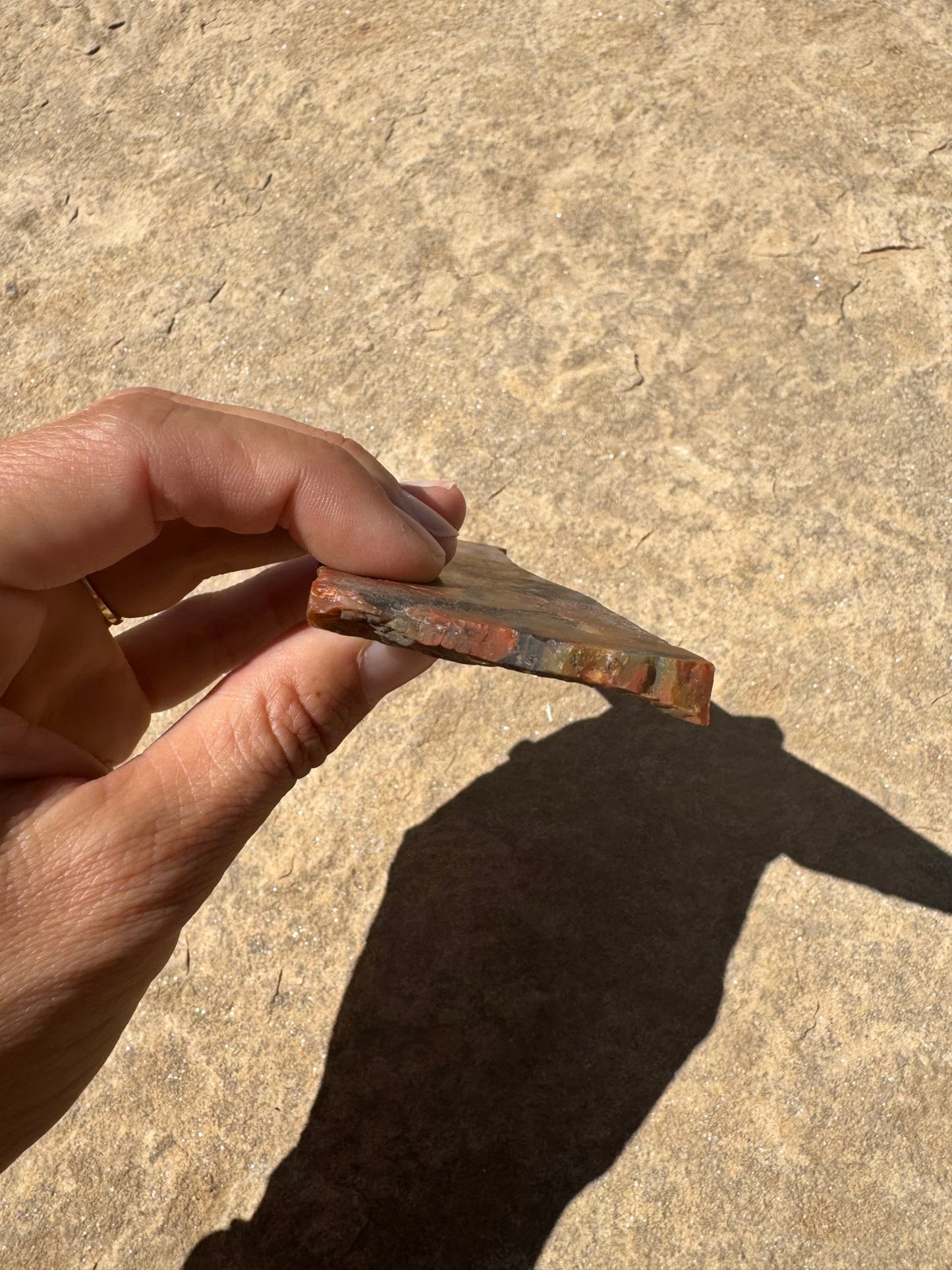 Rainbow Petrified Wood Slab 66g - Purple Door Alchemy