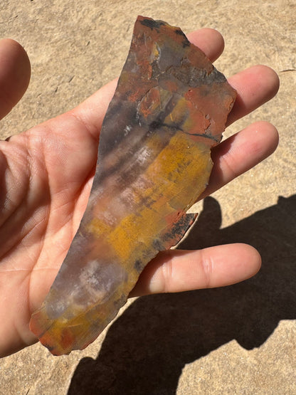 Rainbow Petrified Wood Slab 66g - Purple Door Alchemy