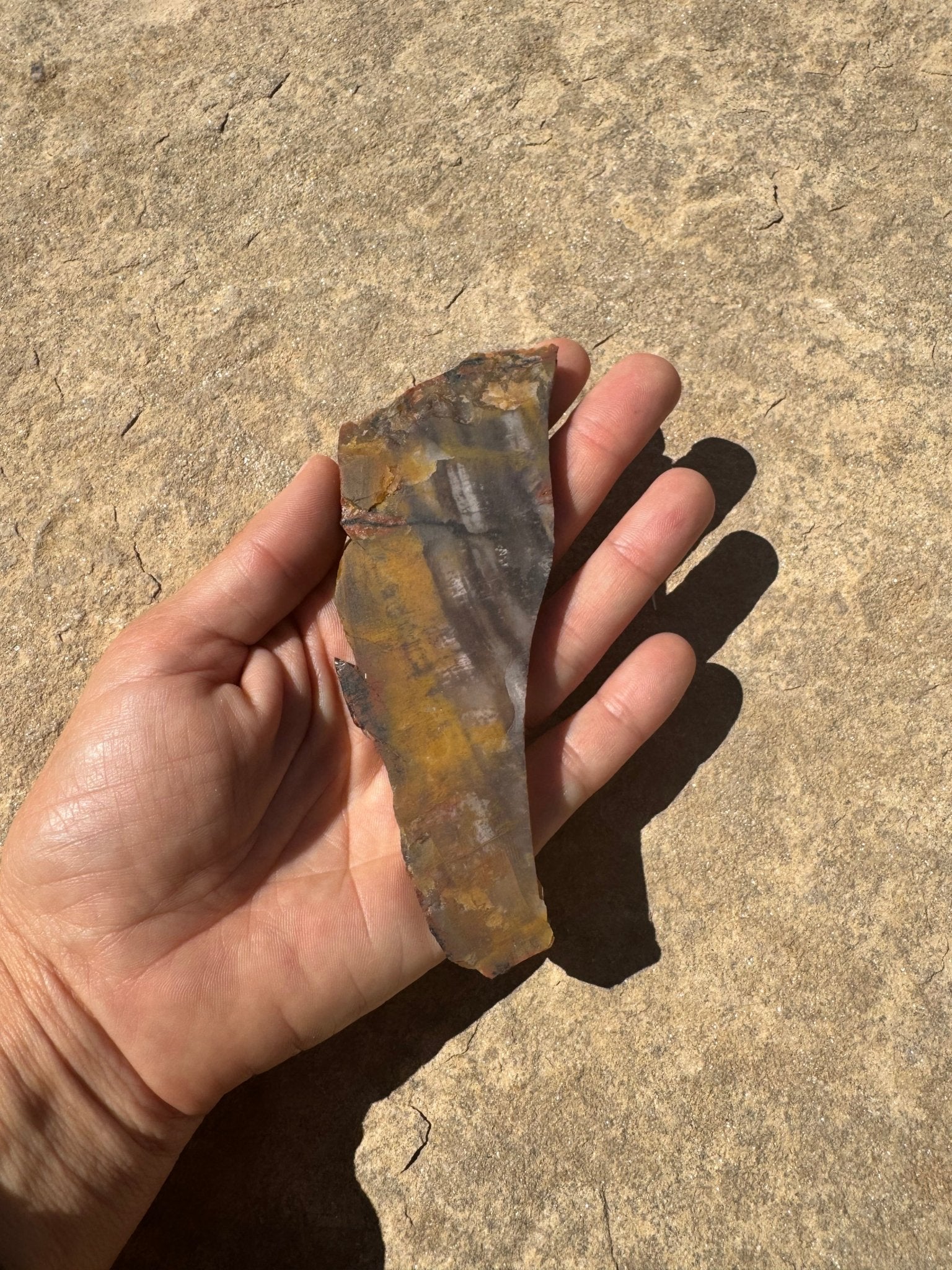 Rainbow Petrified Wood Slab 66g - Purple Door Alchemy
