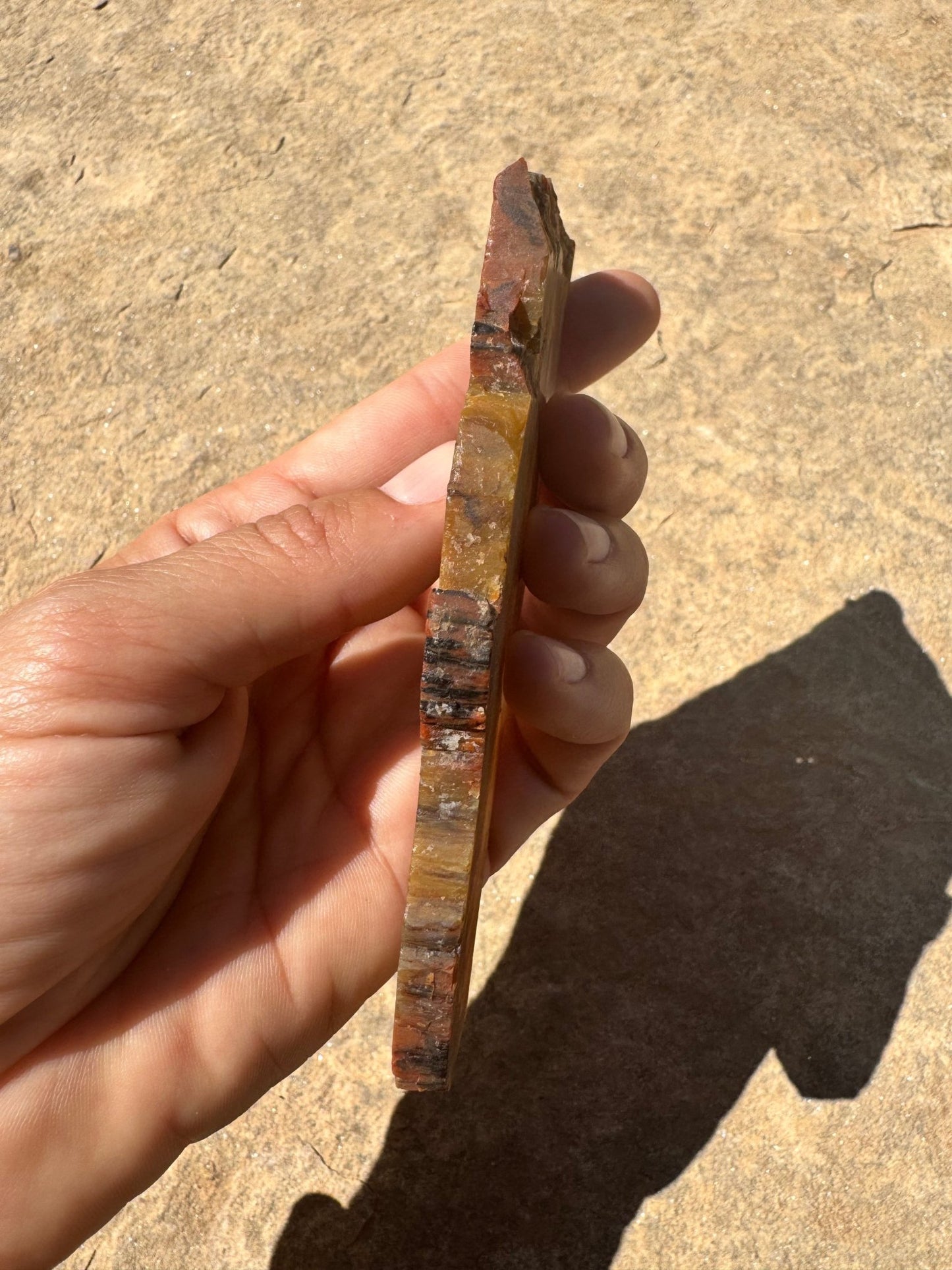 Rainbow Petrified Wood Slab 66g - Purple Door Alchemy