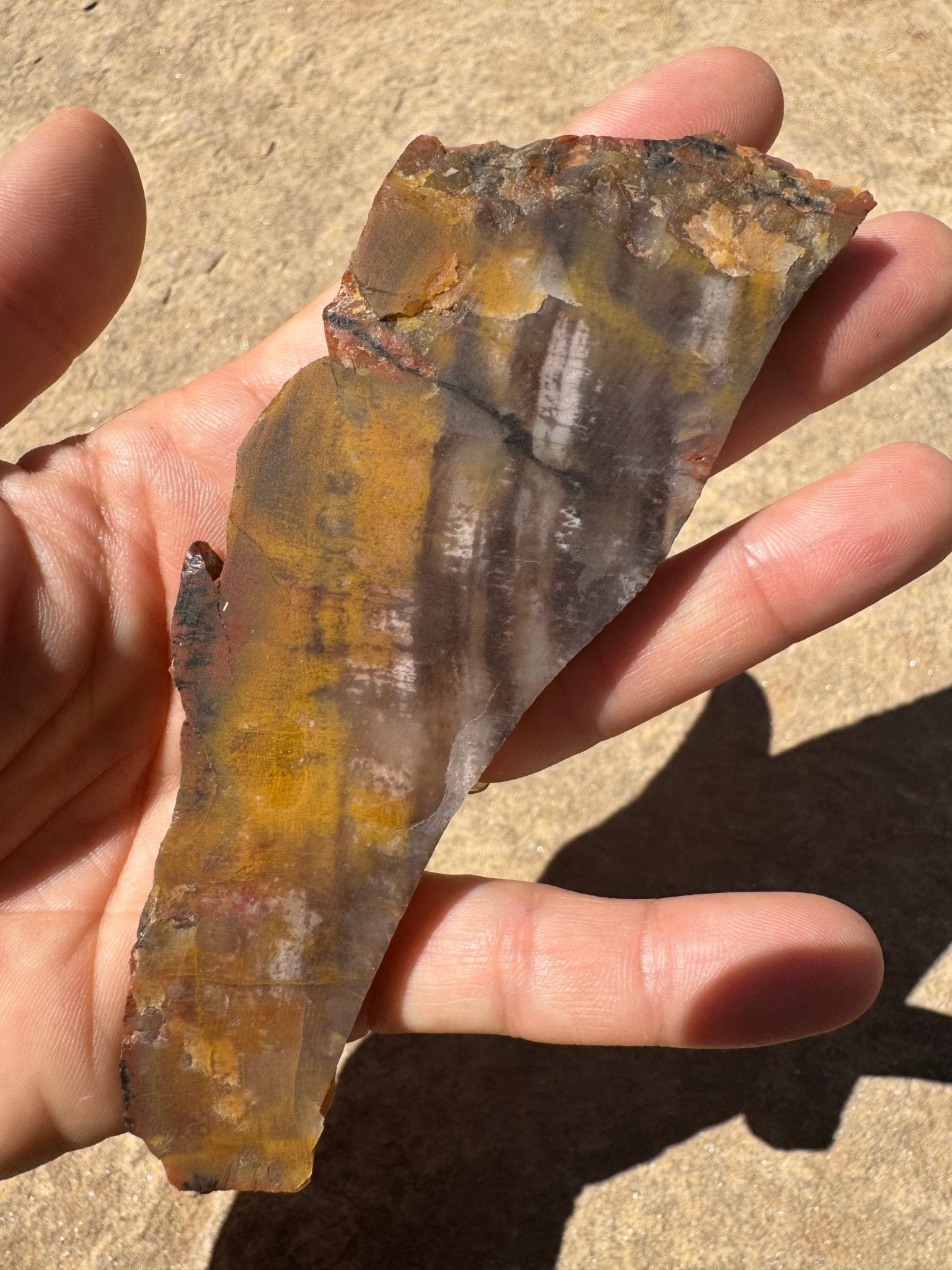 Rainbow Petrified Wood Slab 66g - Purple Door Alchemy